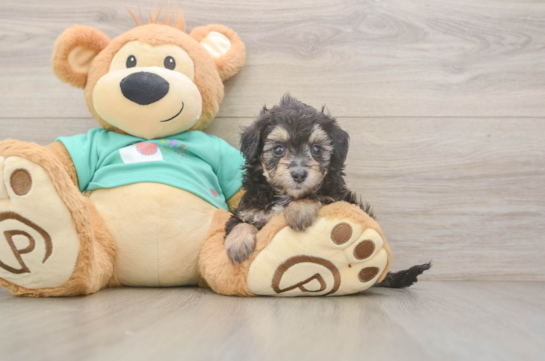 Friendly Mini Aussiedoodle Baby