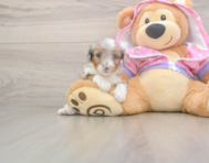 8 week old Mini Aussiedoodle Puppy For Sale - Puppy Love PR
