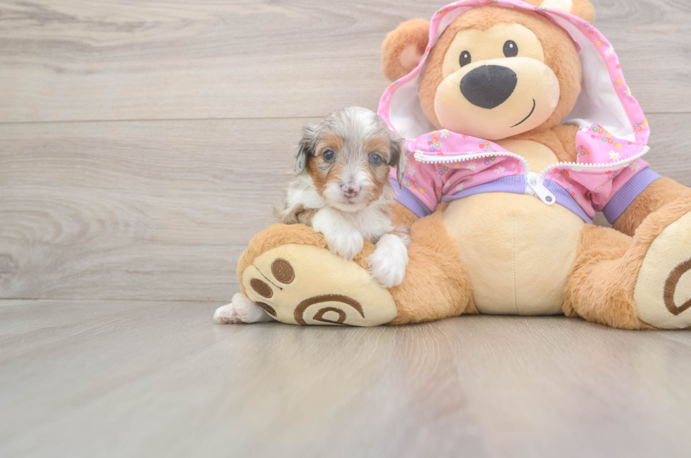 8 week old Mini Aussiedoodle Puppy For Sale - Puppy Love PR