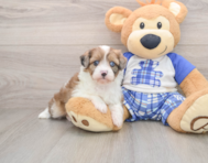 7 week old Mini Aussiedoodle Puppy For Sale - Puppy Love PR