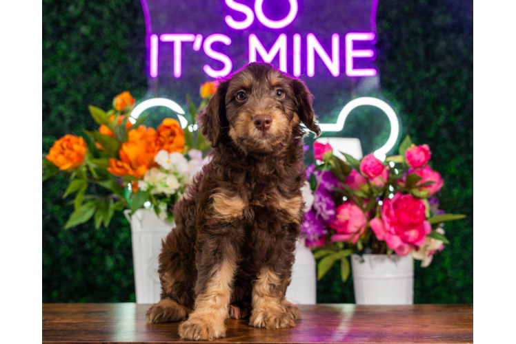 Mini Aussiedoodle Pup Being Cute