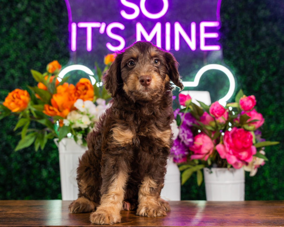 Mini Aussiedoodle Pup Being Cute