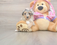 8 week old Mini Aussiedoodle Puppy For Sale - Puppy Love PR