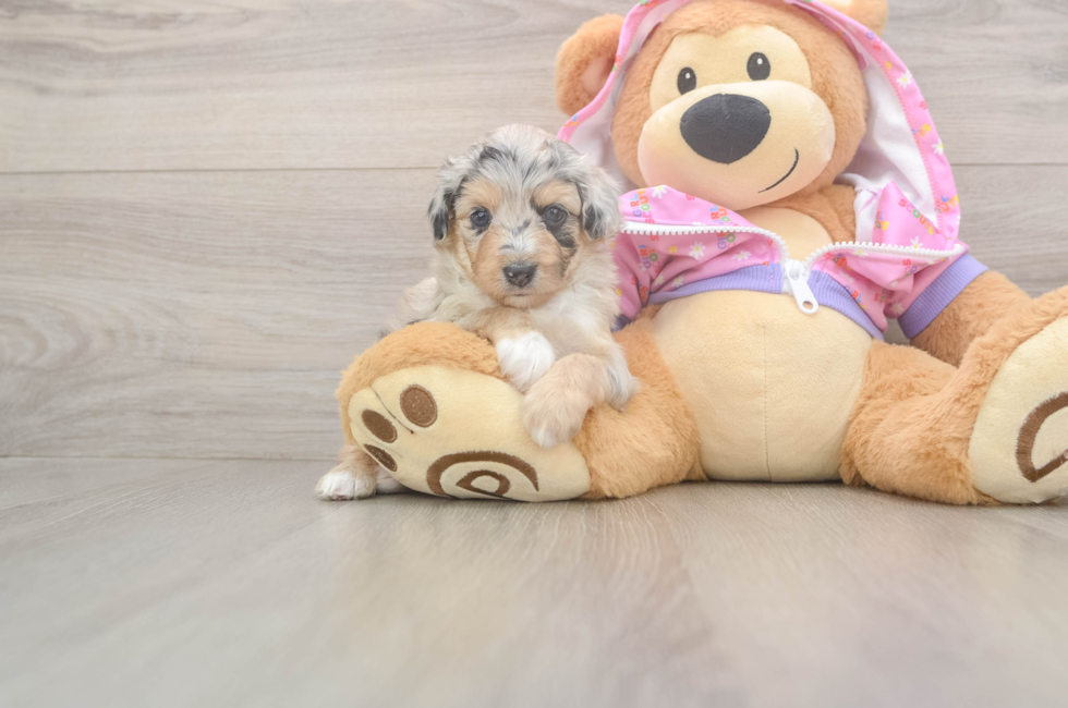 8 week old Mini Aussiedoodle Puppy For Sale - Puppy Love PR