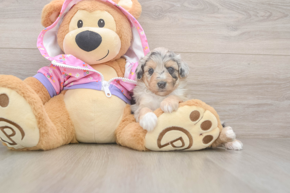 Mini Aussiedoodle Pup Being Cute