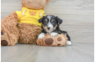 Smart Mini Aussiedoodle Poodle Mix Pup