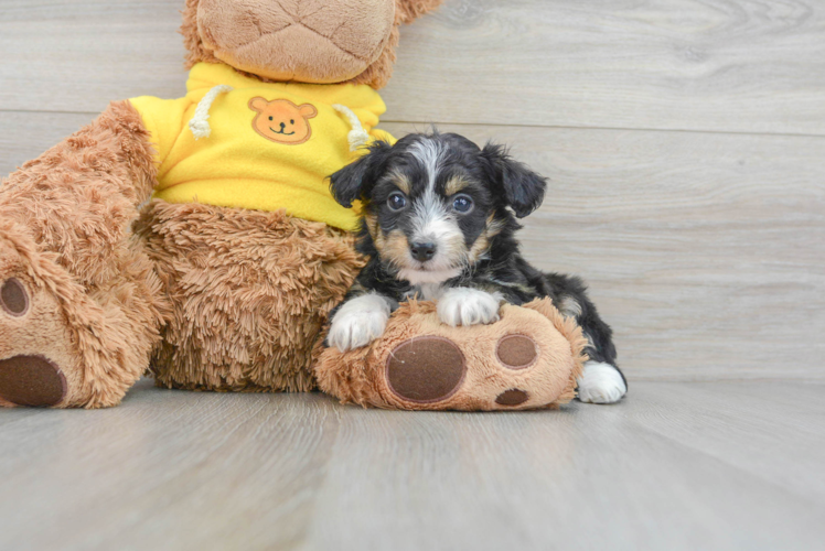 Meet Mackenzie - our Mini Aussiedoodle Puppy Photo 1/3 - Puppy Love PR Smart Mini Aussiedoodle Poodle Mix Pup