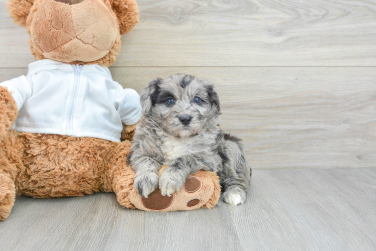 Meet Maizy - our Mini Aussiedoodle Puppy Photo 1/3 - Puppy Love PR Best Mini Aussiedoodle Baby