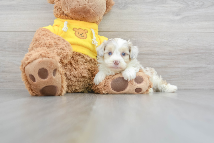 Meet Maizy - our Mini Aussiedoodle Puppy Photo 1/3 - Puppy Love PR Hypoallergenic Aussiepoo Poodle Mix Puppy