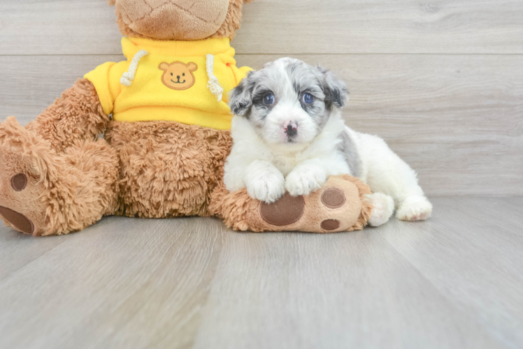 Meet Maizy - our Mini Aussiedoodle Puppy Photo 1/3 - Puppy Love PR Petite Mini Aussiedoodle Poodle Mix Pup