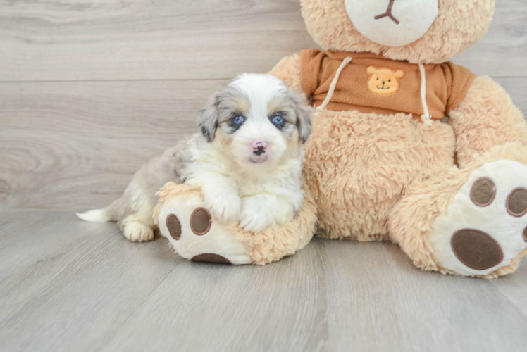 Meet Maizy - our Mini Aussiedoodle Puppy Photo 1/3 - Puppy Love PR Mini Aussiedoodle Pup Being Cute