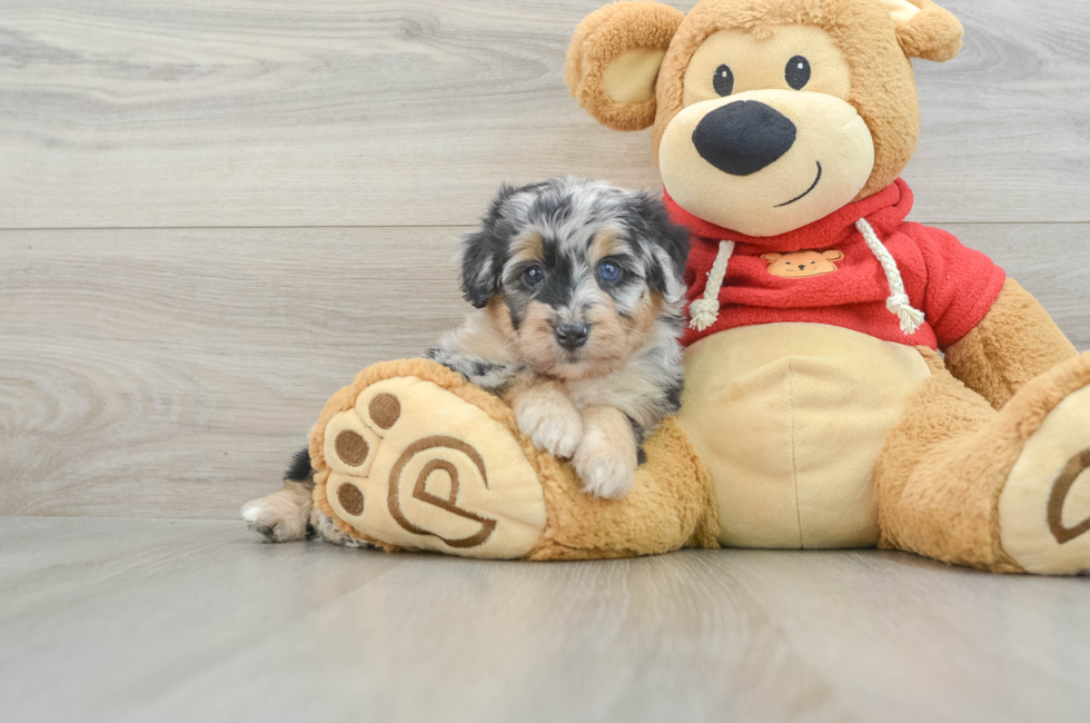 5 week old Mini Aussiedoodle Puppy For Sale - Puppy Love PR