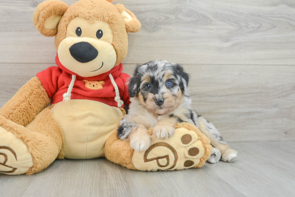 Best Mini Aussiedoodle Baby