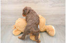 Mini Aussiedoodle Puppy for Adoption
