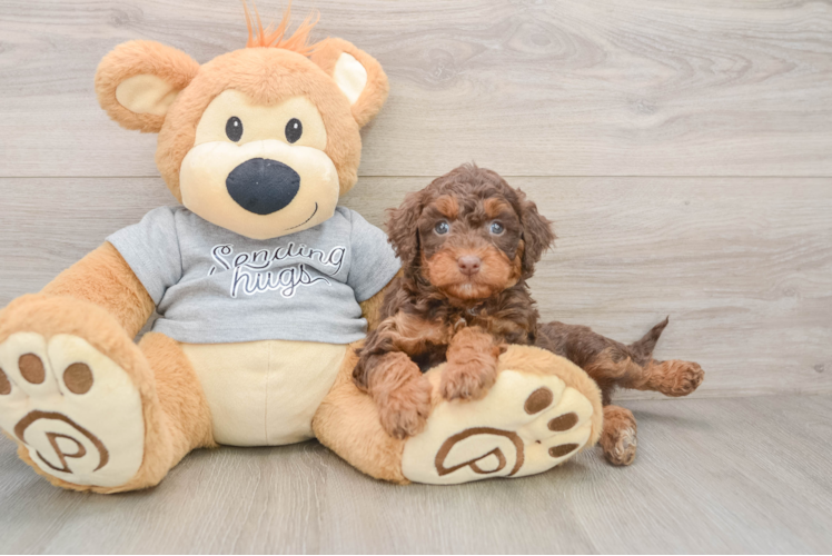 Mini Aussiedoodle Puppy for Adoption