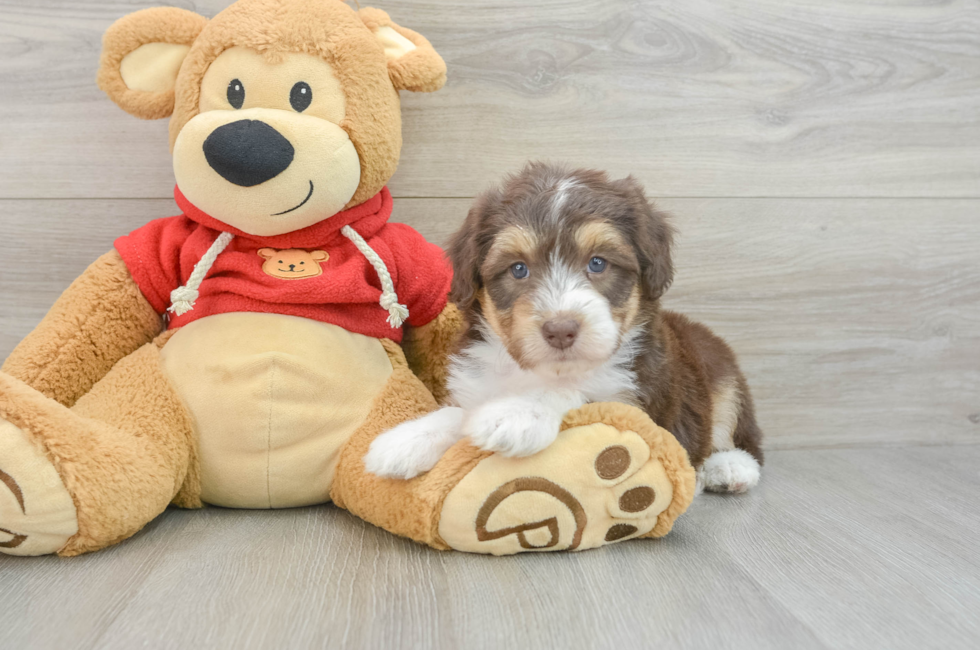 5 week old Mini Aussiedoodle Puppy For Sale - Puppy Love PR