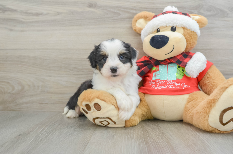 6 week old Mini Aussiedoodle Puppy For Sale - Puppy Love PR