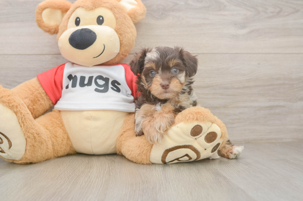 5 week old Mini Aussiedoodle Puppy For Sale - Puppy Love PR