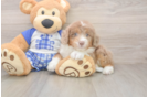 Mini Aussiedoodle Puppy for Adoption