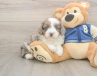 8 week old Mini Aussiedoodle Puppy For Sale - Puppy Love PR