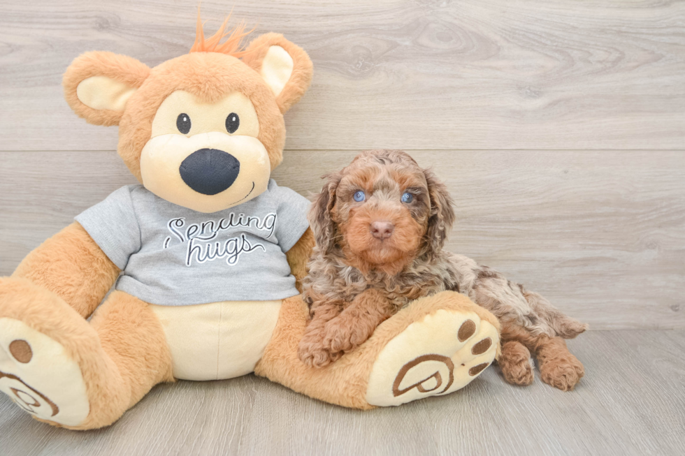 Mini Aussiedoodle Pup Being Cute