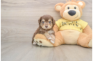 Little Aussiepoo Poodle Mix Puppy