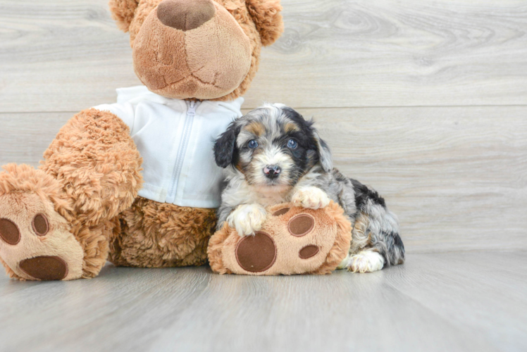 Meet Mako - our Mini Aussiedoodle Puppy Photo 1/3 - Puppy Love PR Mini Aussiedoodle Puppy for Adoption