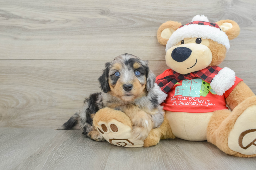 6 week old Mini Aussiedoodle Puppy For Sale - Puppy Love PR