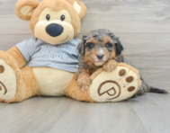 8 week old Mini Aussiedoodle Puppy For Sale - Puppy Love PR