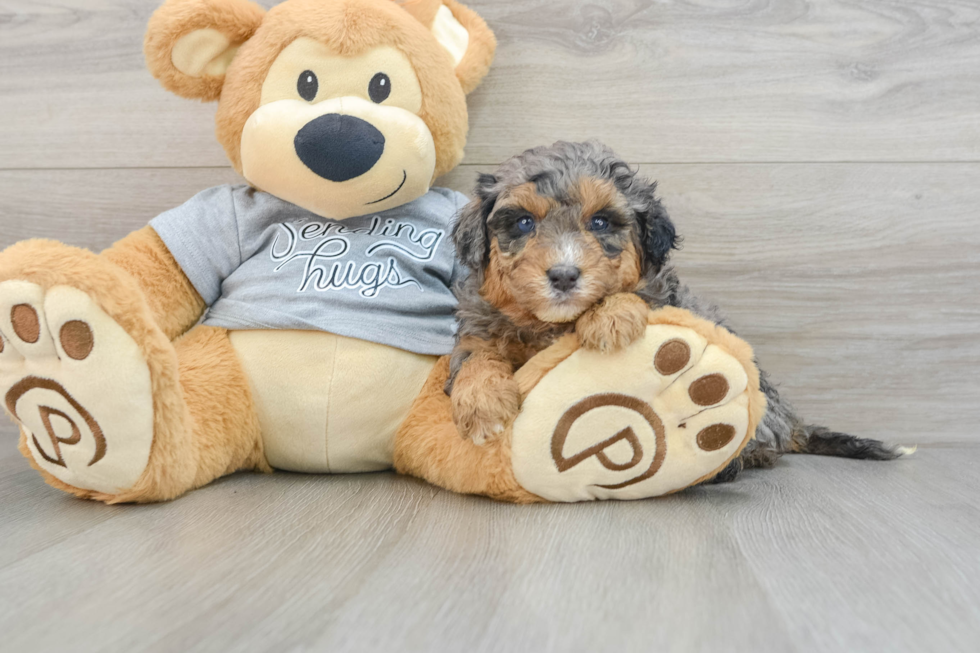 Friendly Mini Aussiedoodle Baby