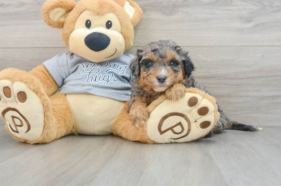 5 week old Mini Aussiedoodle Puppy For Sale - Puppy Love PR