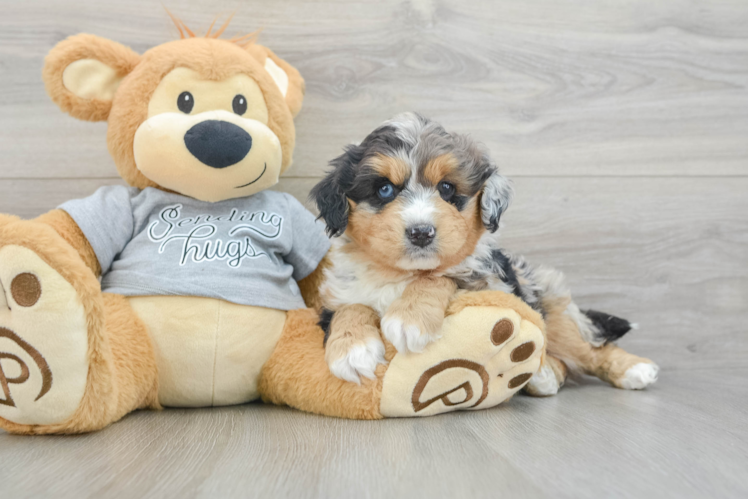 Adorable Mini Australian Shepherd X Poodle Mix Poodle Mix Puppy