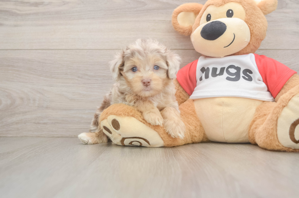5 week old Mini Aussiedoodle Puppy For Sale - Puppy Love PR