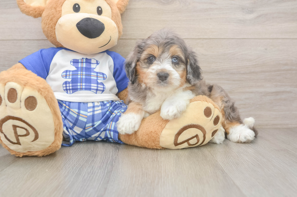 6 week old Mini Aussiedoodle Puppy For Sale - Puppy Love PR