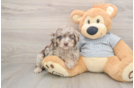 Mini Aussiedoodle Puppy for Adoption