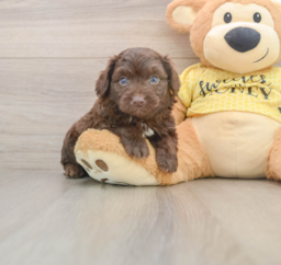 6 week old Mini Aussiedoodle Puppy For Sale - Puppy Love PR