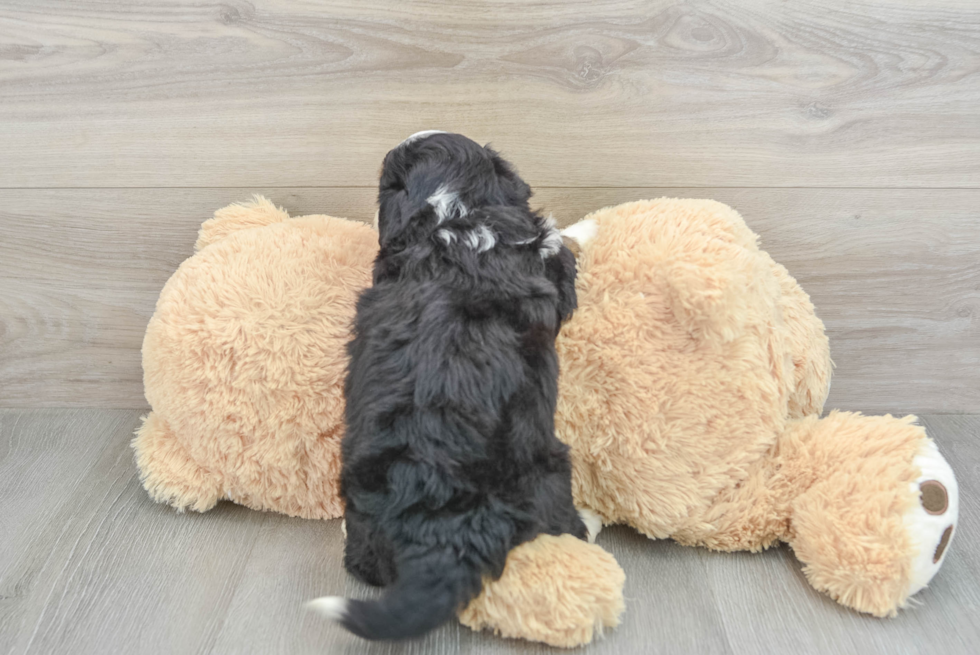 Cute Mini Aussiedoodle Baby