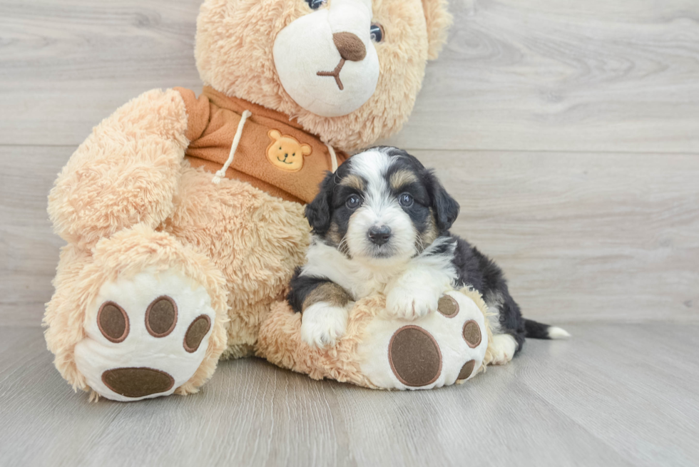 Mini Aussiedoodle Pup Being Cute