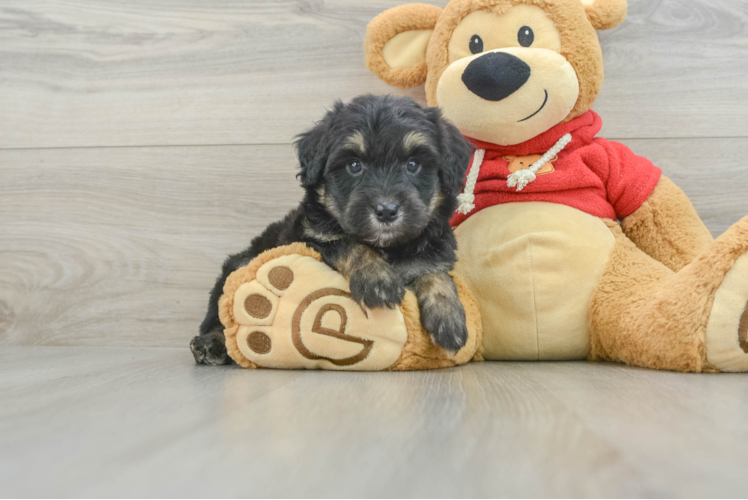 Best Mini Aussiedoodle Baby