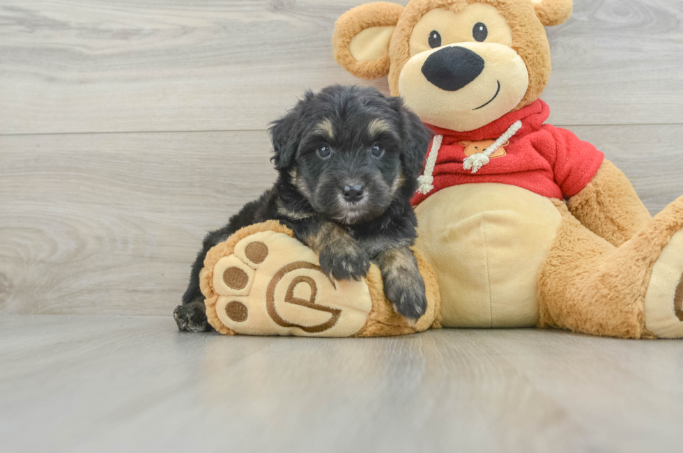 5 week old Mini Aussiedoodle Puppy For Sale - Puppy Love PR