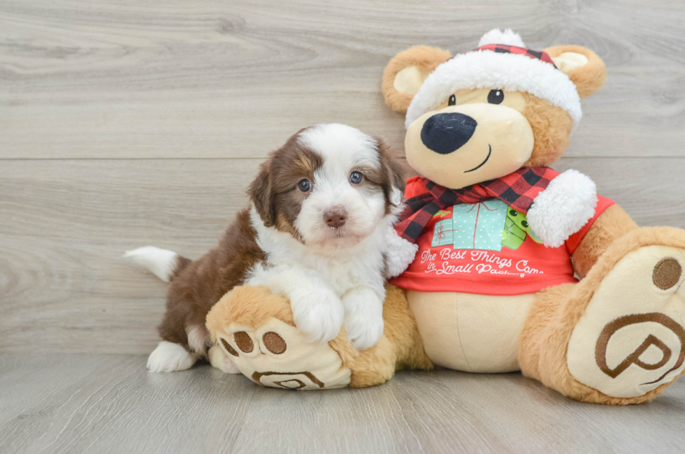 6 week old Mini Aussiedoodle Puppy For Sale - Puppy Love PR