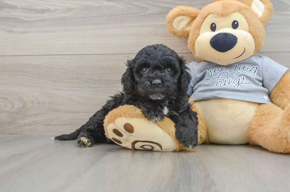 5 week old Mini Aussiedoodle Puppy For Sale - Puppy Love PR