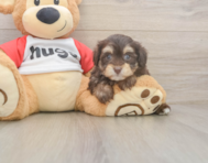 8 week old Mini Aussiedoodle Puppy For Sale - Puppy Love PR