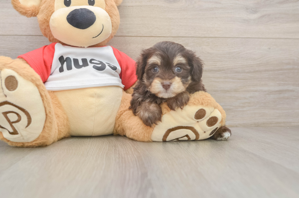5 week old Mini Aussiedoodle Puppy For Sale - Puppy Love PR