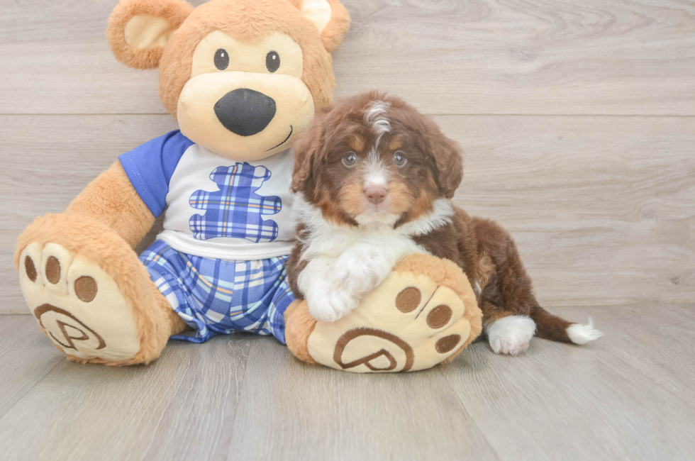 6 week old Mini Aussiedoodle Puppy For Sale - Puppy Love PR