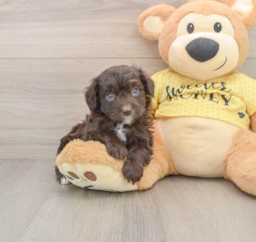 6 week old Mini Aussiedoodle Puppy For Sale - Puppy Love PR