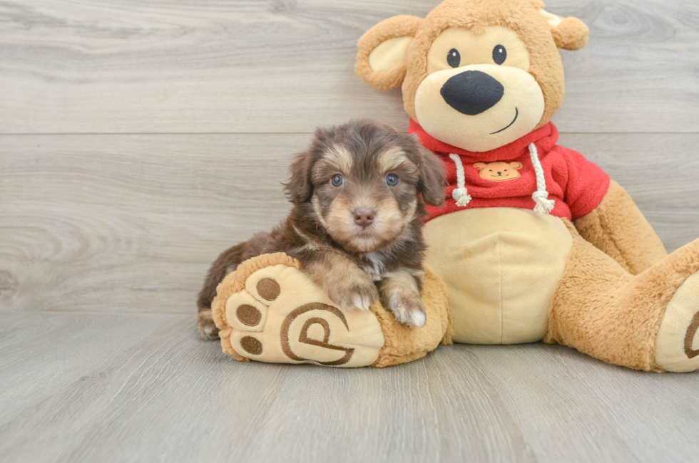 5 week old Mini Aussiedoodle Puppy For Sale - Puppy Love PR