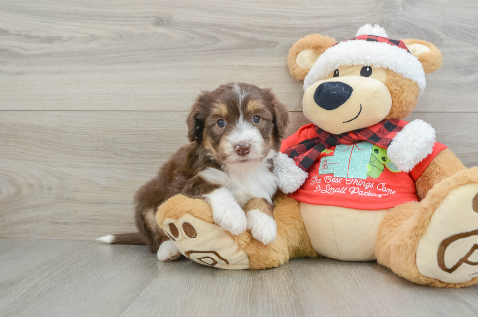 6 week old Mini Aussiedoodle Puppy For Sale - Puppy Love PR