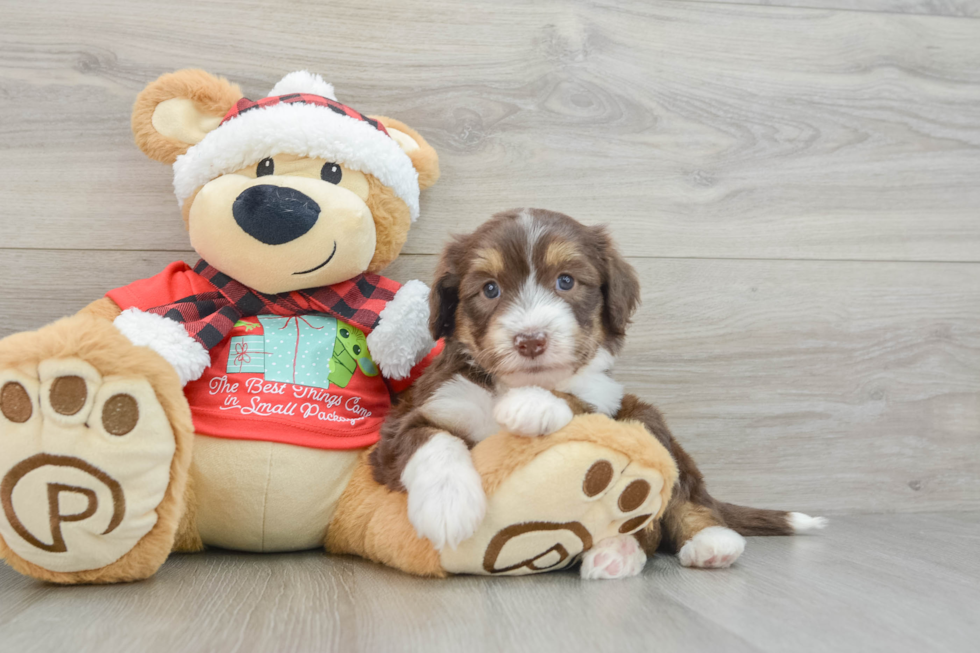 Energetic Aussie Poo Poodle Mix Puppy