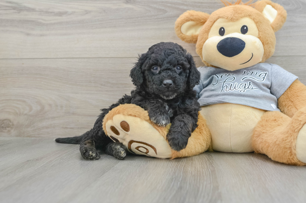 Cute Mini Aussiedoodle Baby